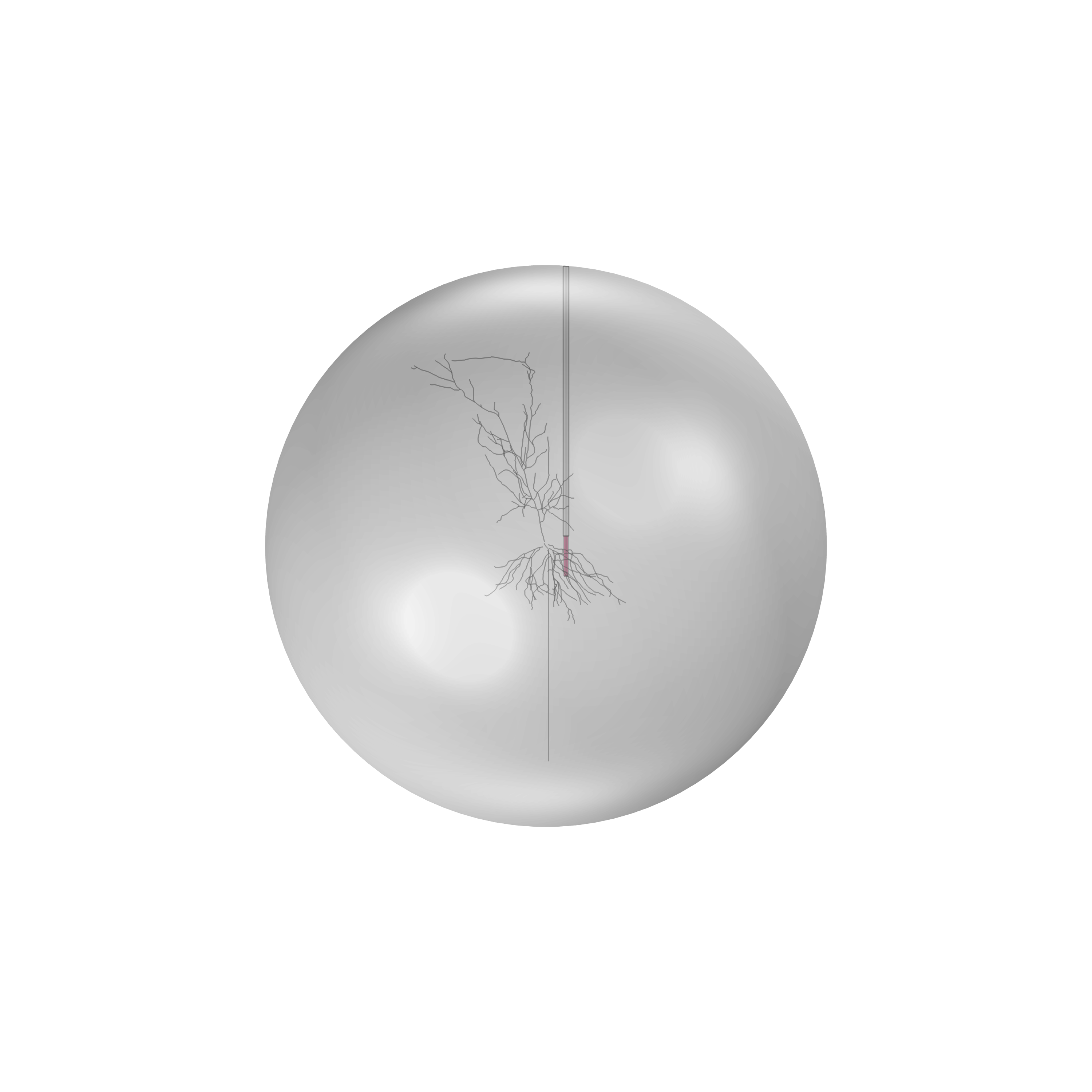 3D COMSOL model — CA1 pyramidal neuron inside a spherical grey matter domain with a microwire electrode.