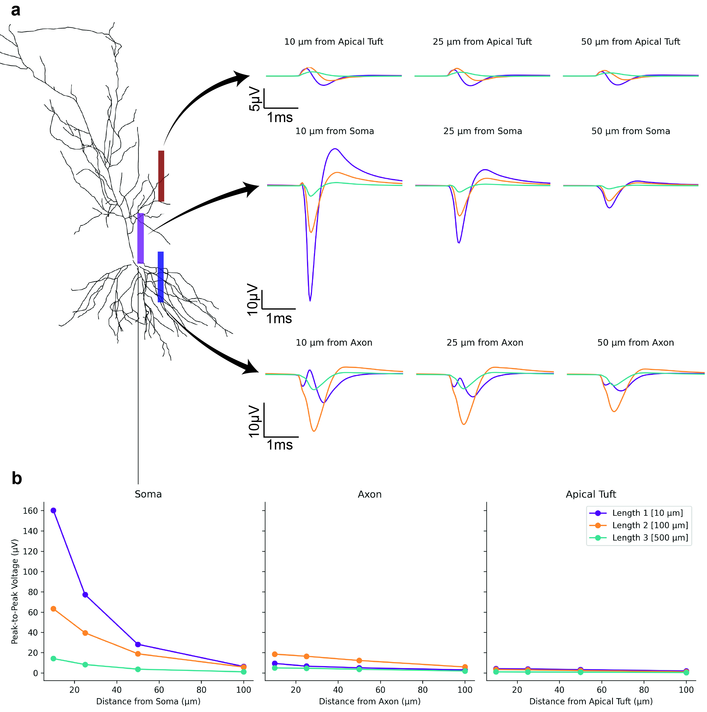 Simulated EAP waveforms and peak-to-peak amplitude vs distance for 10, 100, and 500 µm microwire electrodes near the soma, axon, and apical tuft.