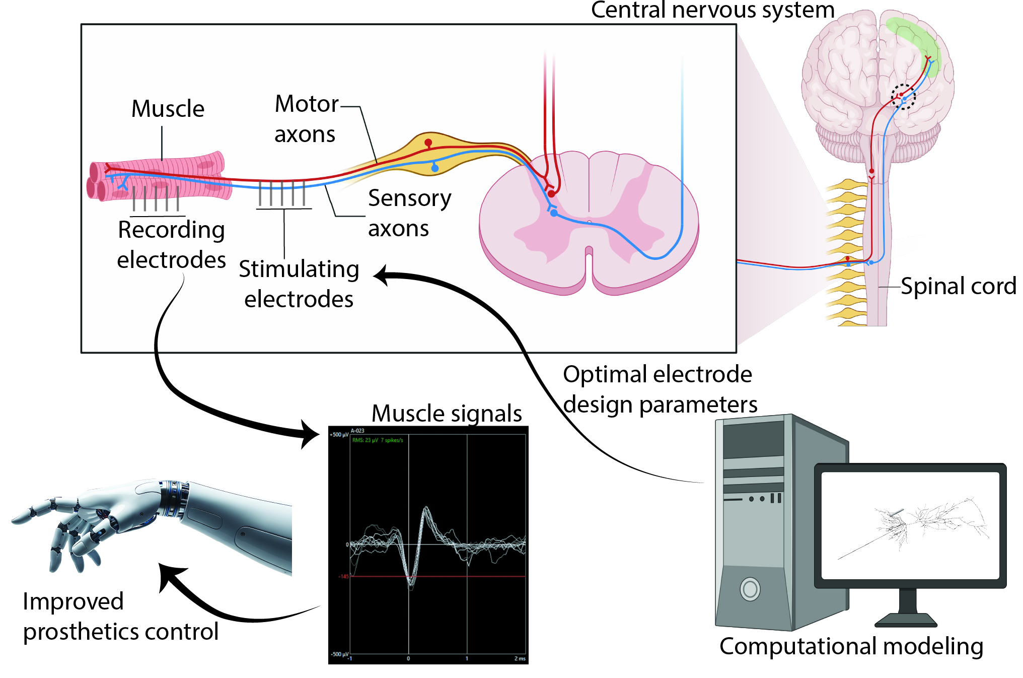 Graphical abstract showing the full system concept: central nervous system, peripheral nerve, NMJ, muscle recording electrodes, muscle signals, computational modelling, and improved prosthetics control.
